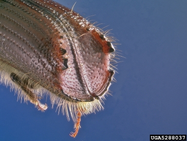 emarginate ips, Ips emarginatus  (Coleoptera: Curculionidae) - 5288037