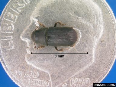 Jeffery pine beetle, Dendroctonus jeffreyi  (Coleoptera: Curculionidae) - 5288096
