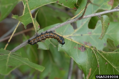 orangestriped oakworm, Anisota senatoria  (Lepidoptera: Saturniidae) - 5289008