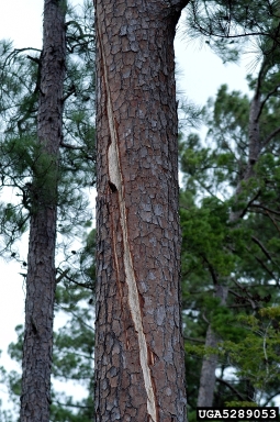 southern pine beetle, Dendroctonus frontalis  (Coleoptera: Curculionidae) - 5289053