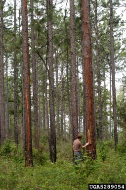 southern pine beetle, Dendroctonus frontalis  (Coleoptera: Curculionidae) - 5289054
