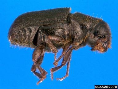 western pine beetle, Dendroctonus brevicomis  (Coleoptera: Curculionidae) - 5289078