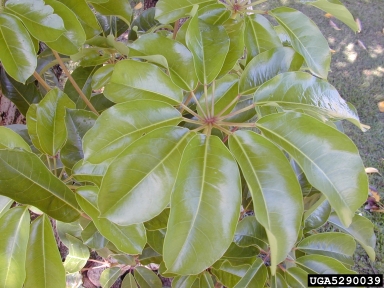 octopus tree, Schefflera actinophylla  (Apiales: Araliaceae) - 5290039