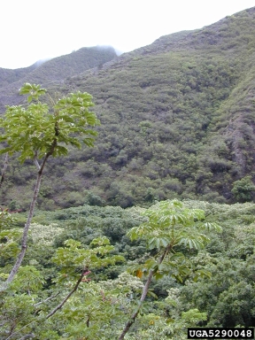octopus tree, Schefflera actinophylla  (Apiales: Araliaceae) - 5290048