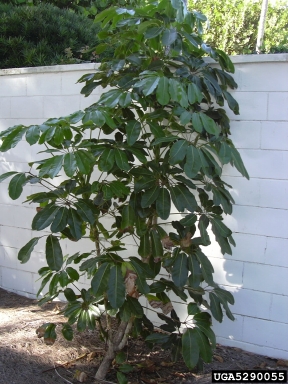 octopus tree, Schefflera actinophylla  (Apiales: Araliaceae) - 5290055
