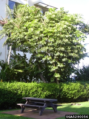 octopus tree, Schefflera actinophylla  (Apiales: Araliaceae) - 5290056