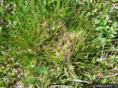 matgrass, Nardus stricta  (Cyperales: Poaceae) - 5290070