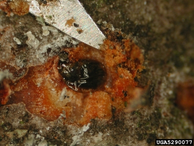 Matsucoccus scales, Matsucoccus spp.  (Hemiptera: Margarodidae) - 5290077