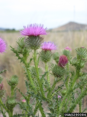 spiny plumeless thistle, Carduus acanthoides  (Asterales: Asteraceae) - 5290084