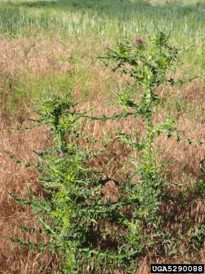 spiny plumeless thistle, Carduus acanthoides  (Asterales: Asteraceae) - 5290088