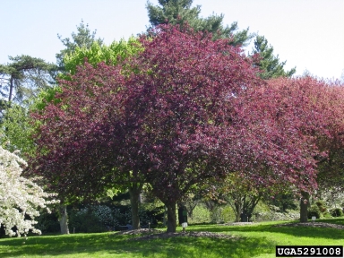 crabapple and apple, Malus spp.  (Rosales: Rosaceae) - 5291008