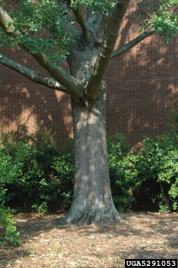poor architecture on oak (Quercus spp. ) - 5291053