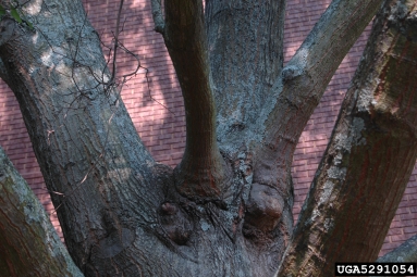 poor architecture on oak (Quercus spp. ) - 5291054