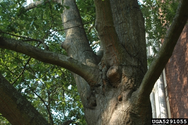 poor architecture on oak (Quercus spp. ) - 5291055