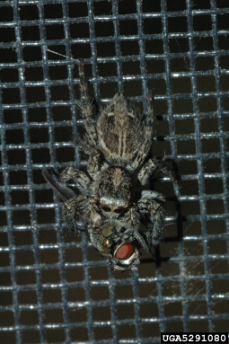 pantropical jumper, Plexippus paykulli  (Araneae: Salticidae) - 5291080