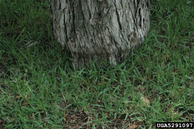 human caused injury,    (Abiotic: Other abiotic damage) - 5291097