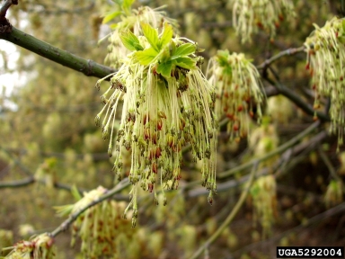 boxelder, Acer negundo  (Sapindales: Aceraceae) - 5292004