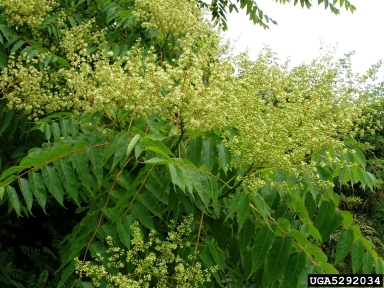 tree-of-heaven, Ailanthus altissima  (Sapindales: Simaroubaceae) - 5292034