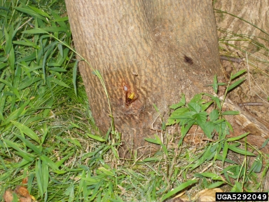 European hornet, Vespa crabro  (Hymenoptera: Vespidae) - 5292049