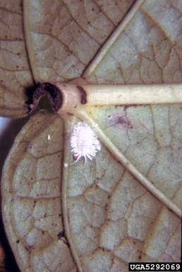 mealybugs (Pseudococcus spp. ) on pepper (Piper spp. ) - 5292069