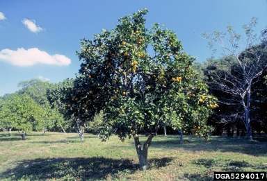 orange, Citrus x sinensis  (Sapindales: Rutaceae) - 5294017