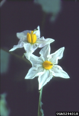 horsenettle, Solanum carolinense  (Solanales: Solanaceae) - 5294018