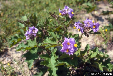 robust horsenettle, Solanum dimidiatum  (Solanales: Solanaceae) - 5294020