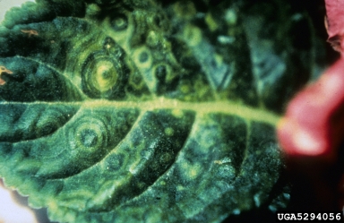 Tomato Spotted Wilt Virus (Tospovirus TSWV ) on gloxinia (Gloxinia spp. ) - 5294056
