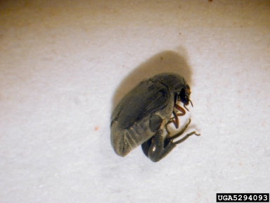 statoresque bruchine, Stator limbatus  (Coleoptera: Bruchidae) - 5294093