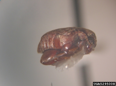 bean weevil, Acanthoscelides obtectus  (Coleoptera: Bruchidae) - 5295008