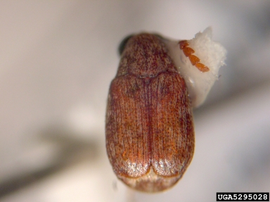 bean weevil, Acanthoscelides obtectus  (Coleoptera: Bruchidae) - 5295028