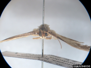 Crambid moth, Omiodes demaratalis  (Lepidoptera: Crambidae) - 5296030