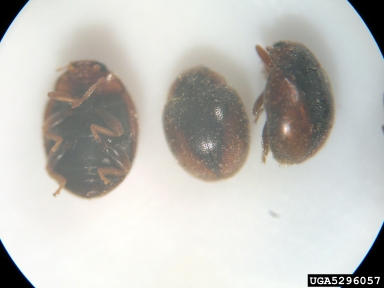 dusky lady beetle, Scymnus loewii  (Coleoptera: Coccinellidae) - 5296057