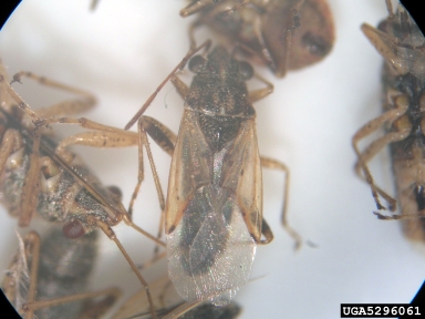 seed bugs, Nysius spp.  (Hemiptera: Lygaeidae) - 5296061