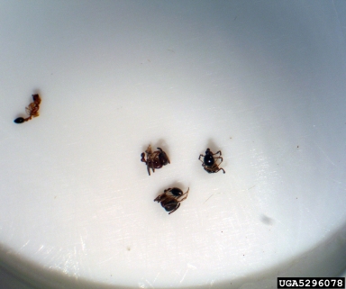 ant, Cardiocondyla venustula  (Hymenoptera: Formicidae) - 5296078