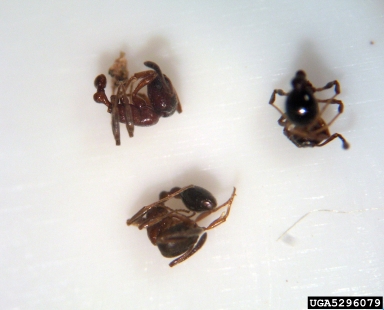 ant, Cardiocondyla venustula  (Hymenoptera: Formicidae) - 5296079
