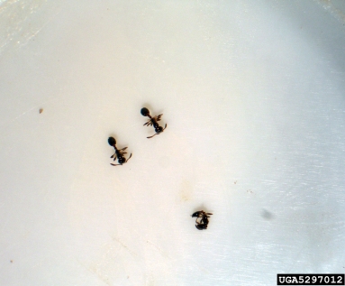 ant, Nylanderia bourbonica  (Hymenoptera: Formicidae) - 5297012