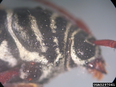 kiawe roundheaded borer, Placosternus crinicornis  (Coleoptera: Cerambycidae) - 5297061
