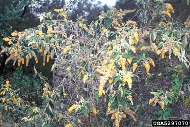 smokebush, Buddleja madagascariensis  (Scrophulariales: Buddlejaceae) - 5297070