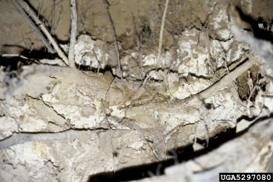 ash root rot (Scytinostroma galactinum ) on white ash (Fraxinus americana ) - 5297080