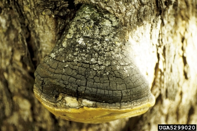 false tinder polypore, Phellinus igniarius  (Hymenochaetales: Hymenochaetaceae) - 5299020