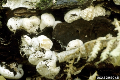 abortive Entoloma, Entoloma abortivum  (Agaricales: Entolomataceae) - 5299045