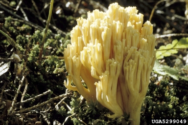 strict coral mushroom, Ramaria stricta  (Phallales: Gomphaceae) - 5299049