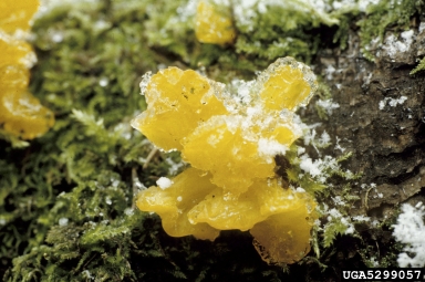 orange jelly, Dacrymyces palmatus  (Dacrymycetales: Dacrymycetaceae) - 5299057
