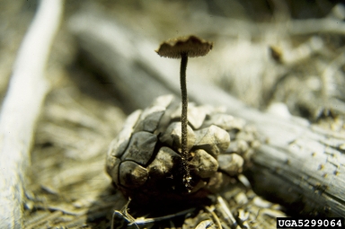ear pick fungus, Auriscalpium vulgare  (Russulales: Auriscalpiaceae) - 5299064