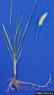 cogongrass, Imperata cylindrica  (Cyperales: Poaceae) - 5302012