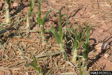 hail (  ) on onions (Allium spp. ) - 5303011