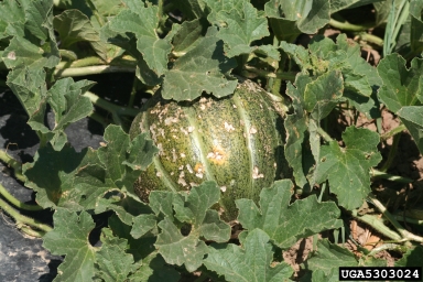 striped cucumber beetle (Acalymma vittatum ) on melon (Cucumis melo ) - 5303024