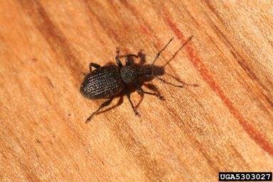 black vine weevil, Otiorhynchus sulcatus  (Coleoptera: Curculionidae) - 5303027