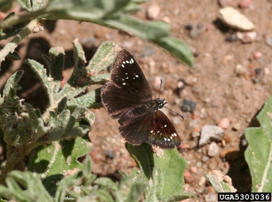 common sootywing, Pholisora catullus  (Lepidoptera: Hesperiidae) - 5303036